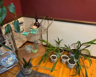 Plants, Rolling Cart