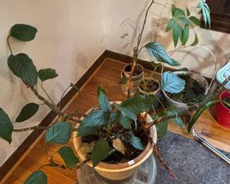 Plants