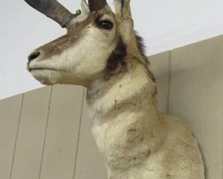 Pronghorn Antelope Taxidermy