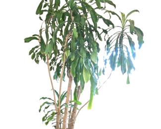 9 ft Tall Corn Plant