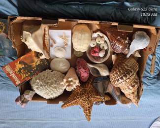 Shell collection