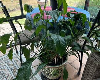 potted plant in fish bowl