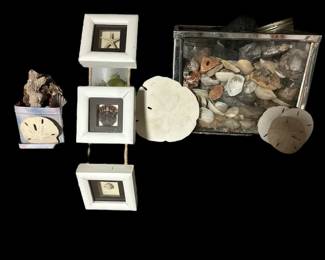 Coastal Seashell  Sand Dollar Decor Lot