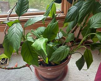 Plants 