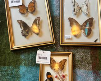 Framed Butterflies, Framed Moths