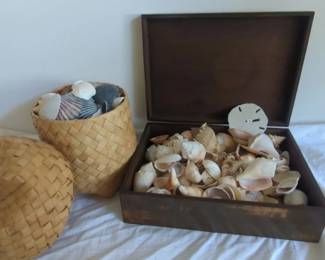 Mystery Seashell Lot