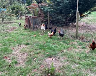 Eleven egg laying hens and two roosters for sale - being sold all together.