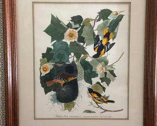 Audubon 