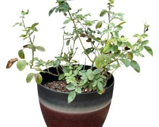 Lavender Rose Bush