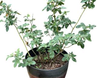 Lavender Rose Plant