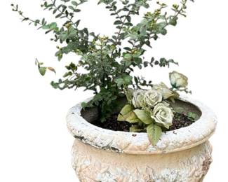 Purple Crepe Myrtle