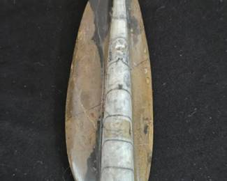 Polished Orthoceras Fossil