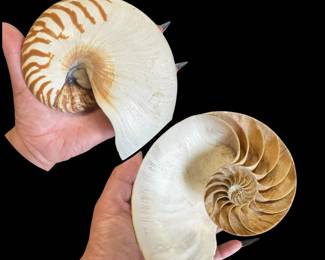 shells