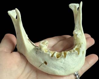 Jaw