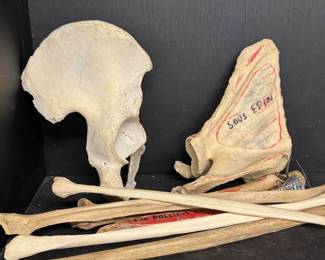 bones