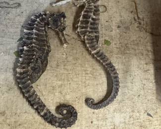 seahorse