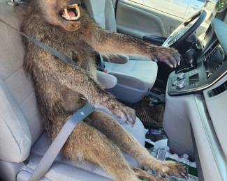 baboon