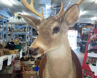 8 point buck