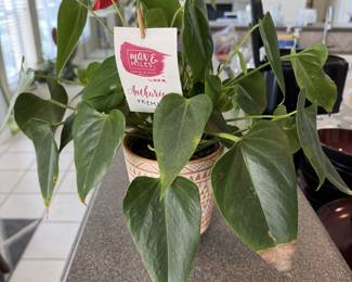 Live Plant