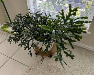 Live plant