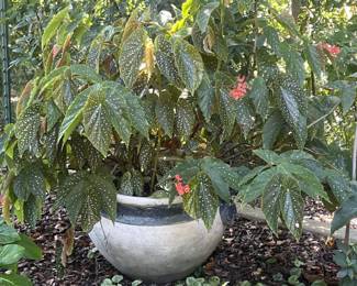 Large Ceramic Planter w/ Large Angel Wing Begonia