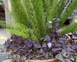 Large Terra-Cotta Planter with Plants 20x7in Tall