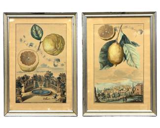 2pc. Johann C. Volkamer Fruit Etchings

