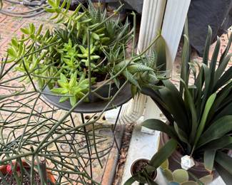 Beautiful Plants in fantastic   