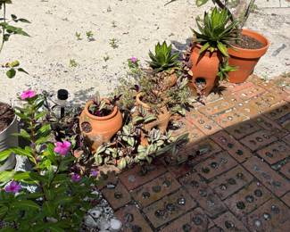 Plants