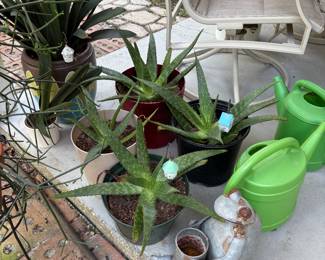 Aloe plants