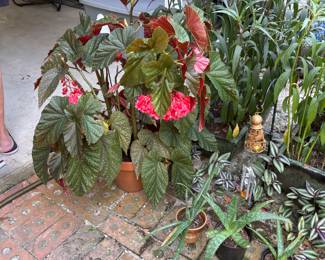 Angel Wing Begonia  
