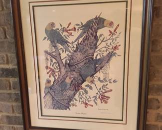 Carolina parakeets print
