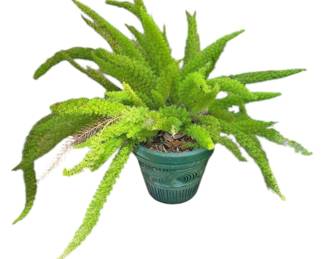 Budding Foxtail Fern Terracotta Pot 
