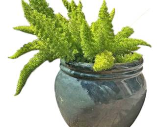 Foxtail Fern Bluish Green Ceramic Pot