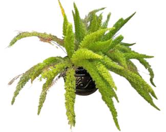 Budding Foxtail Fern Ceramic Pot