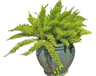 Foxtail Fern Bluish Green Ceramic Pot