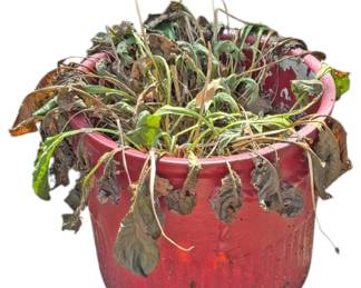 Red Clay Plant Pot w Plant 