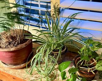 Several Houseplants needing TLC