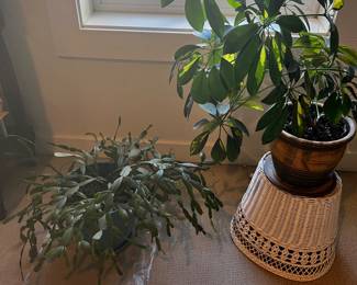 More Plants …