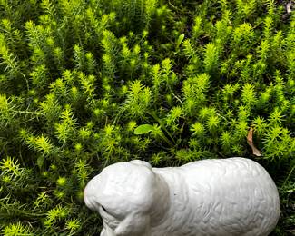 Ceramic Sheep