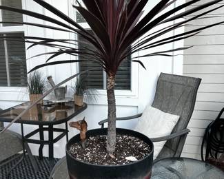 Patio Plants
