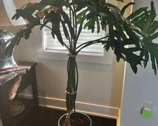Few Living Plants