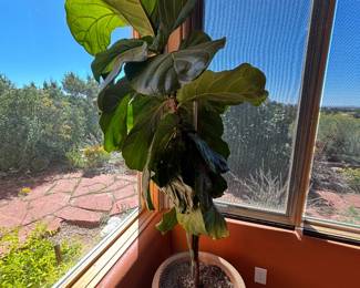 House Plants