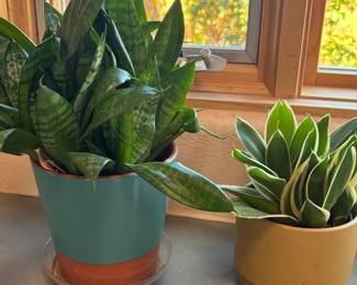 House Plants
