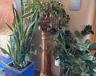 House Plants
