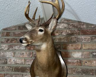 Taxidermy White tail deer mount