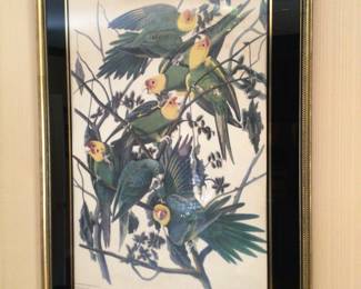Pair of Audubon prints 28”x38