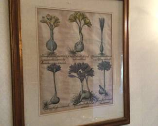 Pair of botanicals. 24 3/4” x 28 3/4”