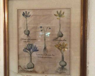 Botanical prints, 24 3/4” x 28 3/4”