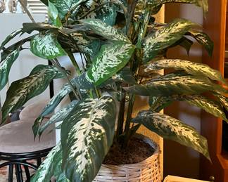 Silk Plant